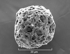 Graphitised Pollen Grain