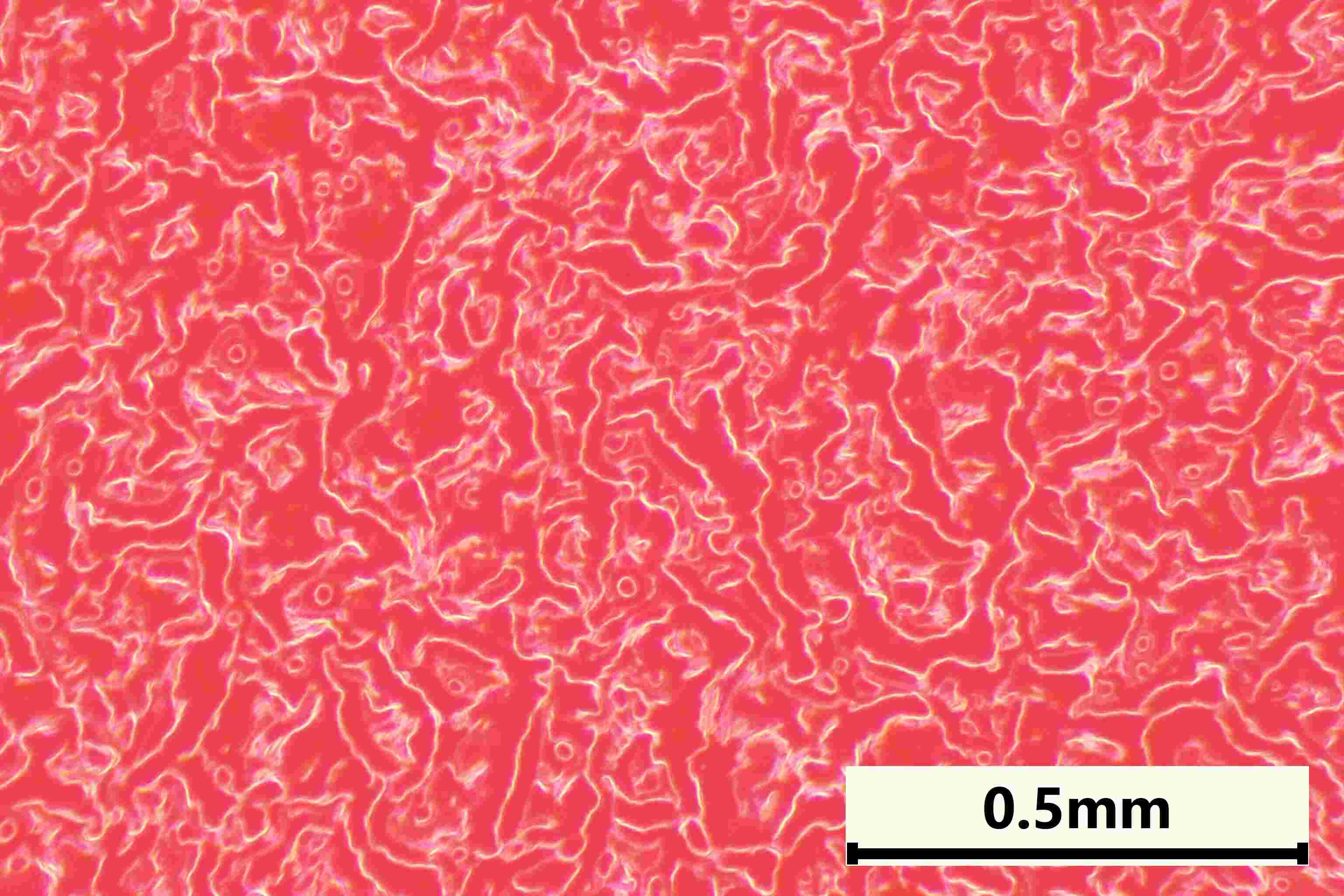 Antimicrobial Coating on Plastic Under the Microscope