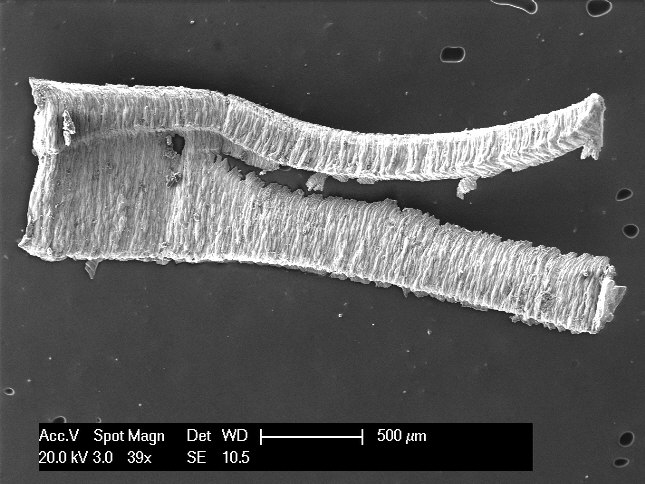 Metal Swaft particle SEM