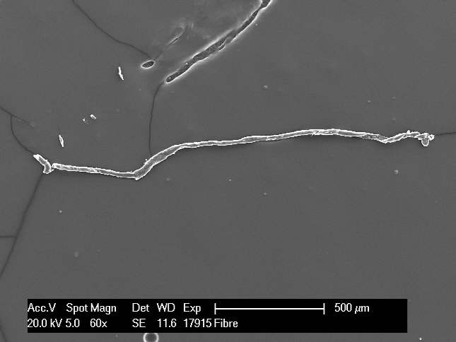 Secondary Electron Image of Organic Fibre